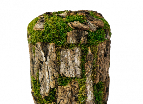 Naturstoffurne mit Korkeiche