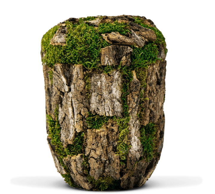 Naturstoffurne mit Rinde der Korkeiche und grünem Moos