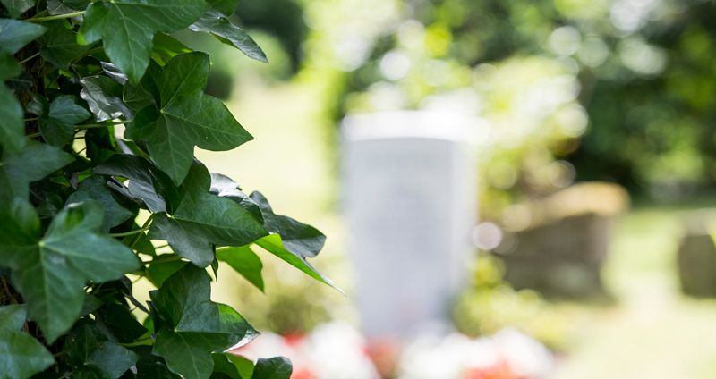 Efeuranken vor einem Grabstein auf dem Friedhof